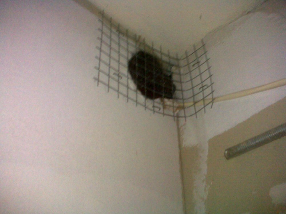 Rodent Control - Black Widow Termite and Pest Control in Manhattan New York - Pest Man Widow Fermented Sliding