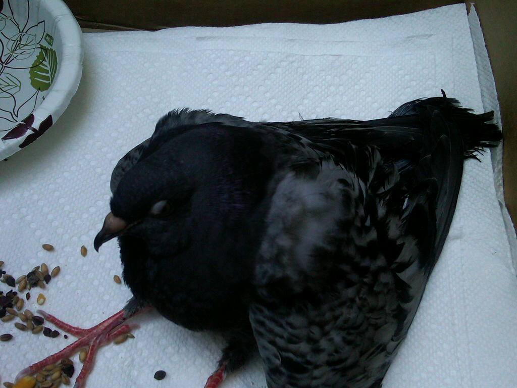 Rescues Black Widow Termite and Pest Control in Manhattan New York