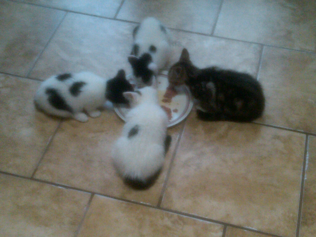 Rescues Black Widow Termite and Pest Control in Manhattan New York