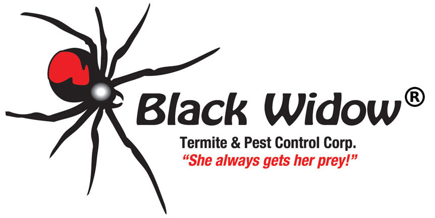 Black Widow Termite and Pest Control in Manhattan New York | She always gets her prey!